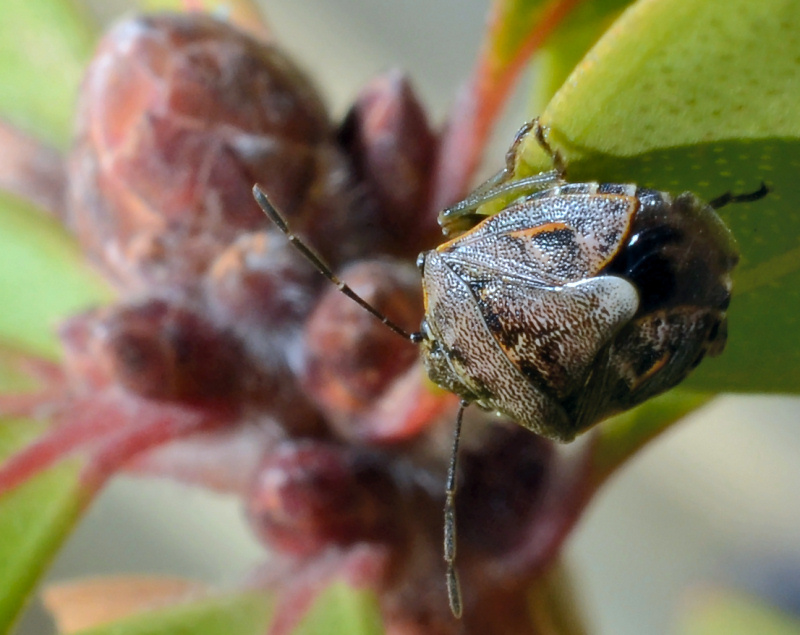 Pentatomidae: Holcogaster fibulata di Ostia